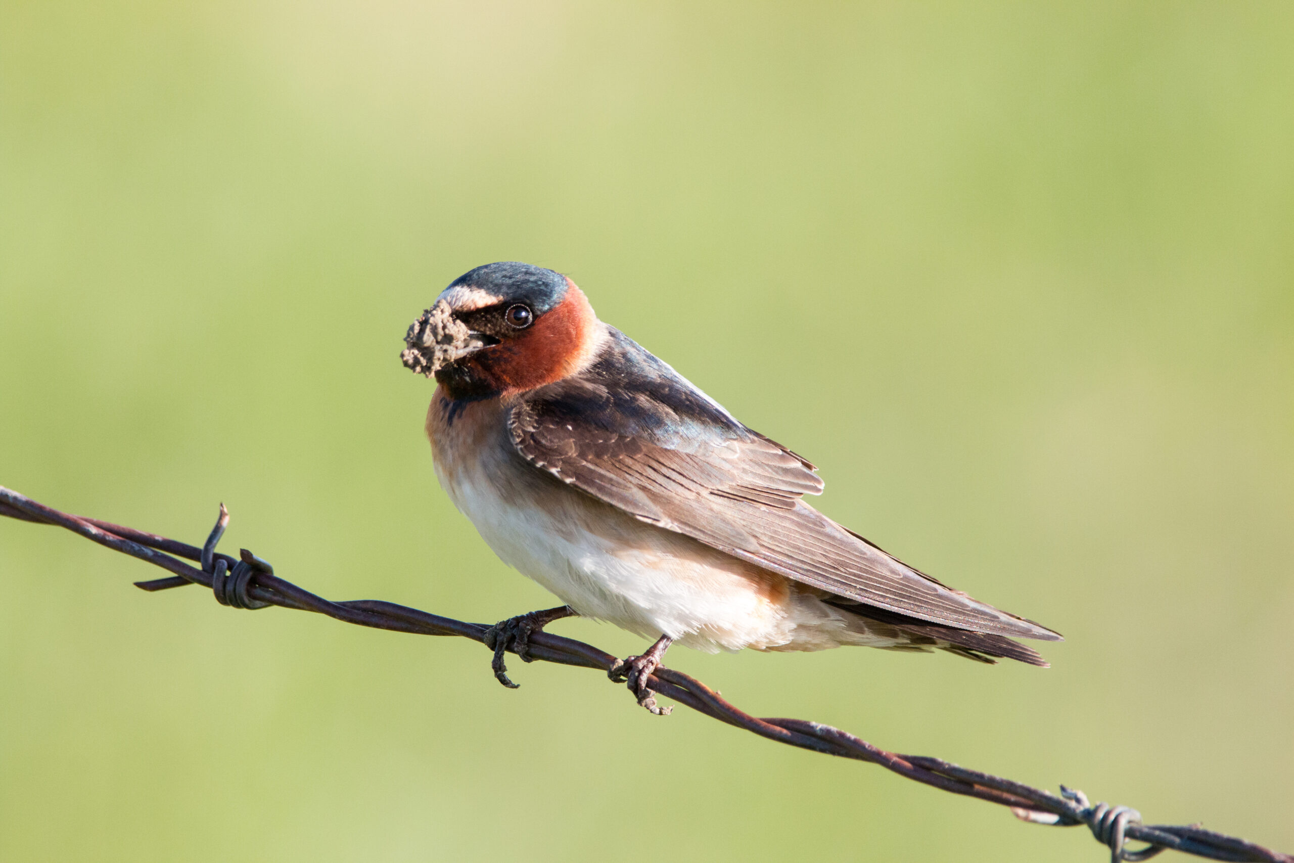 Cliff Swallow